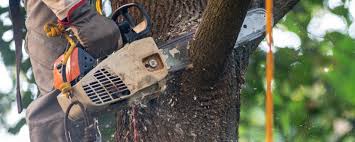 Reliable Summerfield, MD Tree Care Solutions