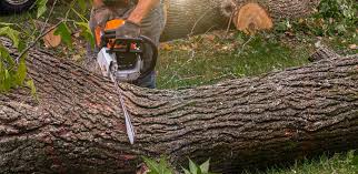 How Our Tree Care Process Works  in  Summerfield, MD