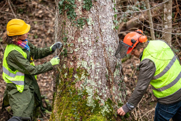 Best Fruit Tree Pruning  in Summerfield, MD